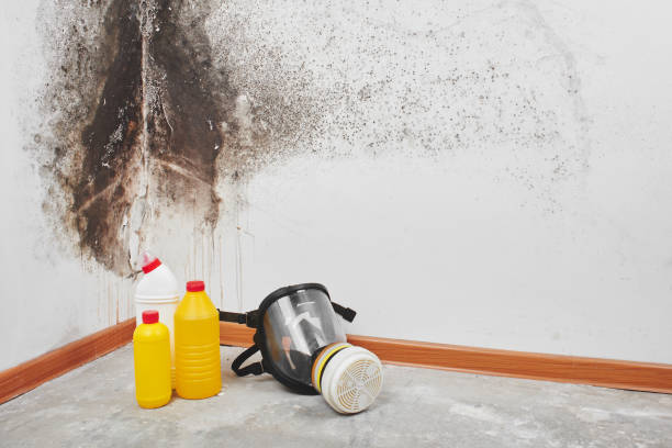 Best Same-Day Mold Removal  in Homosassa Springs, FL