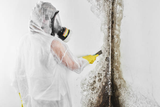 Best Attic Mold Removal  in Homosassa Springs, FL