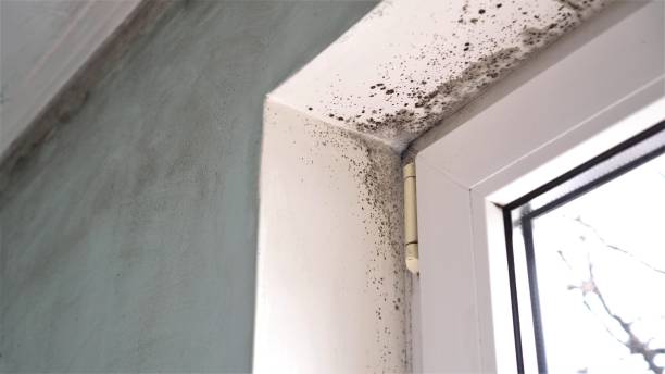 Best Mold Removal Company Near Me  in Homosassa Springs, FL