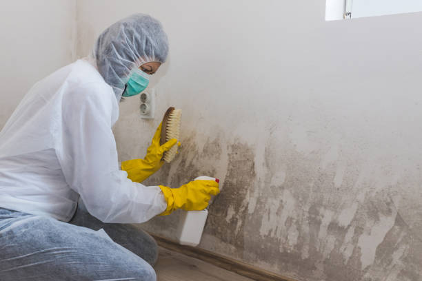 Best Local Mold Removal Service  in Homosassa Springs, FL