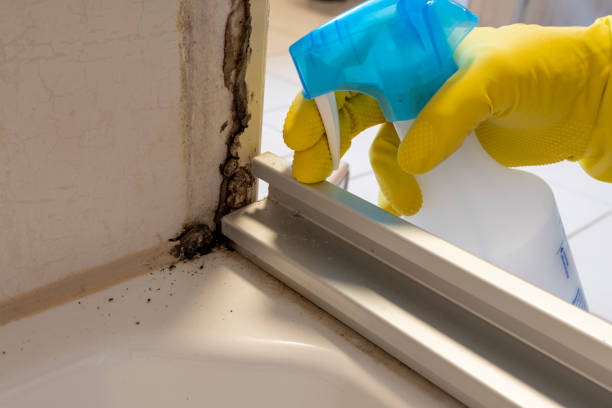 Trusted Homosassa Springs, FL Mold Removal Experts