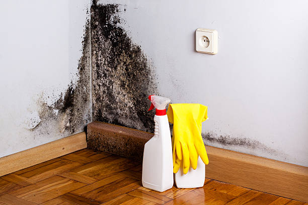 Best Fast Mold Removal  in Homosassa Springs, FL