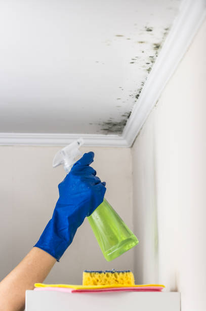 Best Mold Removal Near Me  in Homosassa Springs, FL